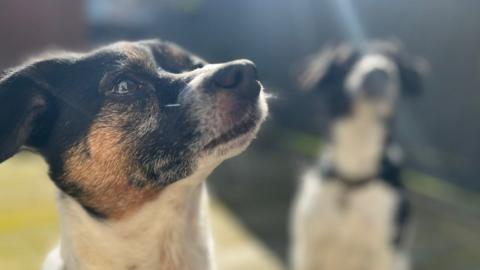 Dogs in a garden