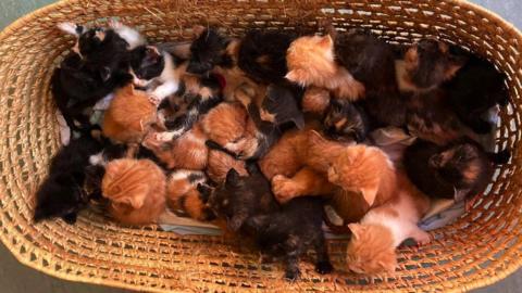 Basket containing 26 kittens - ginger, black, black and white.