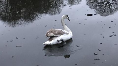 Swan on frozen lake