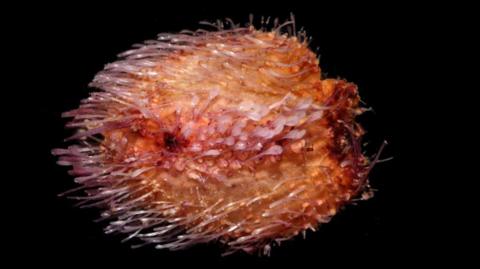 A sea urchin shaped like an egg with a flat top. It is bright orange with red patches, and many thick hair-like pale pink strands coming off the body.