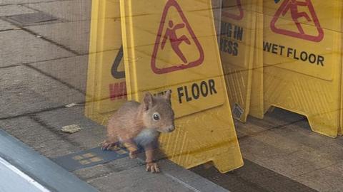 Squirrel in Greggs