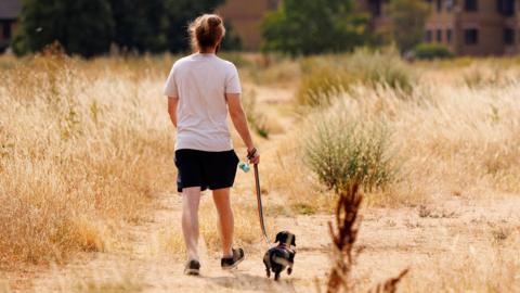 A women walks a dog through a area of dry looking yellow grass, seen from behind