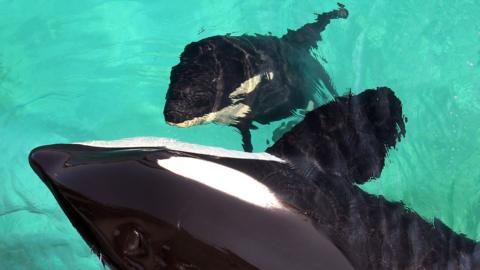 A view from above of the killer whale Wikie and her calf swimming in their enclosure at Marineland Antibes