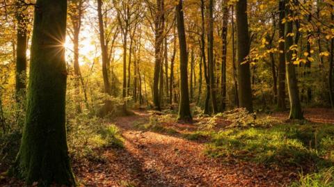 Autumnal trees in the lower Wye valley