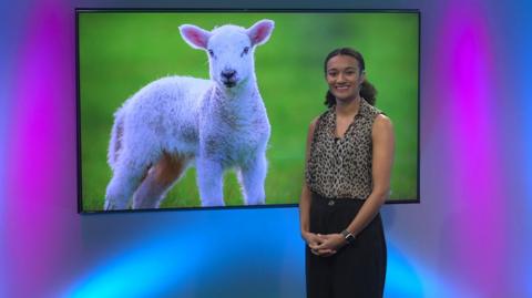 Nina in the studio with a lamb in the screen