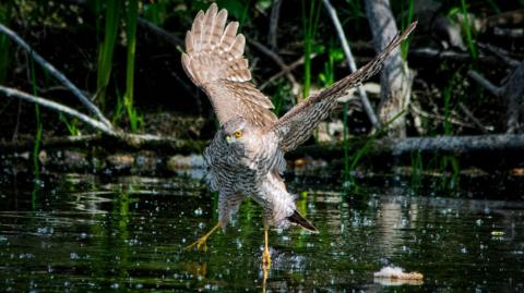 A sparrowhawk dips its talons into a river - it has brown and white plumage and bright yellow eyes and talons. The surrounding greenery is mirrored on the water's surface.