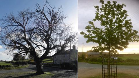 Old tree and replacement tree