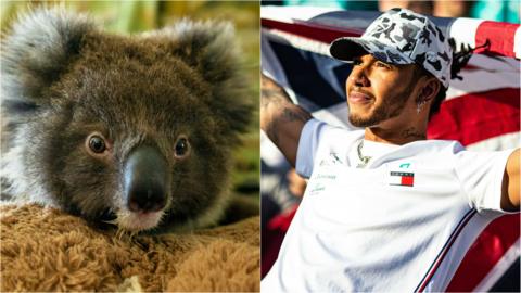 A koala bear and Lewis hamilton