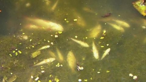 Fish in the Lancaster Canal after a slurry spillage