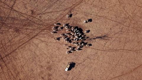 An aerial view of cattle on a dry landscape