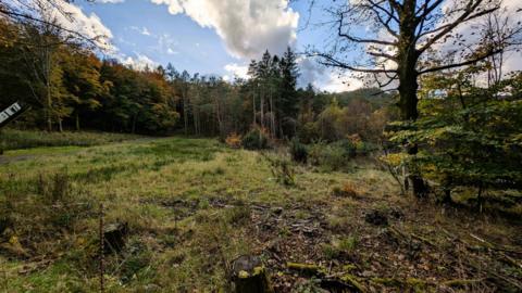 Ullock Moss is a forested site which has plenty of greenery growing.