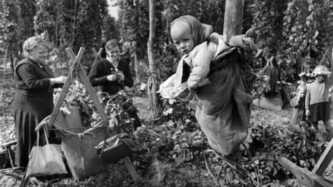 A baby watches from a sack tied to a pole as adults pick hops in the background.