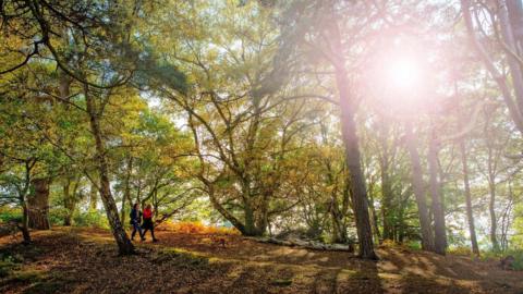 Two people walking in a forest. There are large trees covering the sky, with some sunlight seeping through. 