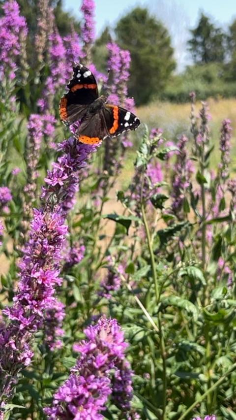 A black, red and white butterfly resting on a purple wildflower plant.