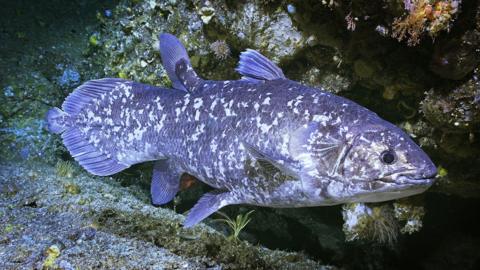 A coelacanth