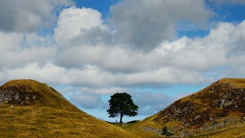 The Sycamore Gap tree when it was still standing. A figure stands underneath the tree which is silhouetted against a blue and cloudy sky and in the dip of two hills which have a yellowy brown tinge