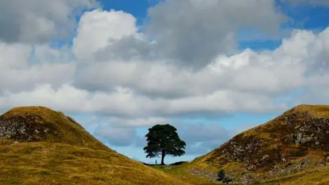 The Sycamore Gap tree when it was still standing. A figure stands underneath the tree which is silhouetted against a blue and cloudy sky and in the dip of two hills which have a yellowy brown tinge
