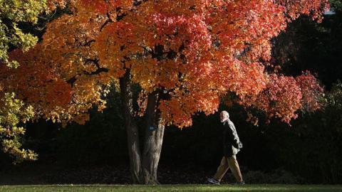 man walks under a tree full of red leaves on a bright autumn day