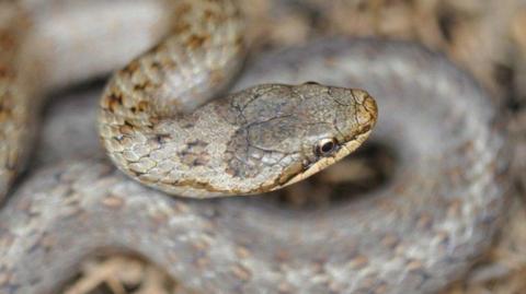 Close up of a smooth snake - it is predominantly brown with different shades in its markings