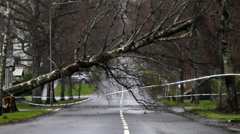 A tree down in Helenburgh.