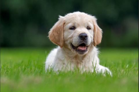 Golden Retriever dog