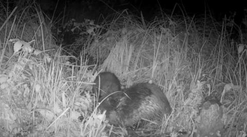 Black-and-white screengrab of two beavers among grasses and other plants.