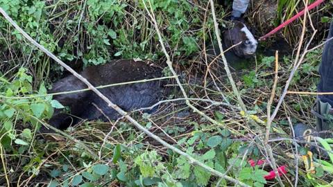 Horse in ditch