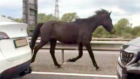 A horse running down the middle of the road between a white and a black car.
