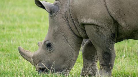 Close up of Amara the rhino in her paddock at Knowsley safari park