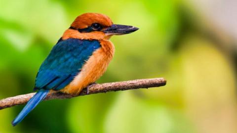 Guam kingfisher