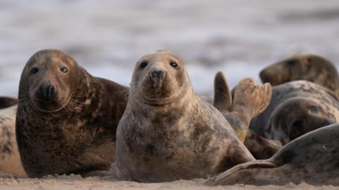 Grey seals