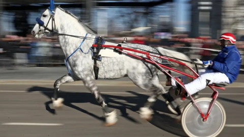 A white and grey dappled pony travelling fast pulling a red carriage with a rider wearing a helmet.