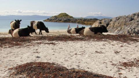 Five belted cows on the beach at Morar. The cows have dark faces and upper bodies. The middle of their bodies are lighter and the back is also dark. Two of the cows on the left side of the picture are standing up behind one cow lying down on the sand. Two others on the right side of the picture are also sitting down near some rocks. Behind them, there are two people in the background near to some deep blue water. In the background, a lush green hill rises out of the water, while in the distance there are other hills under a blue sky with a few scattered clouds.