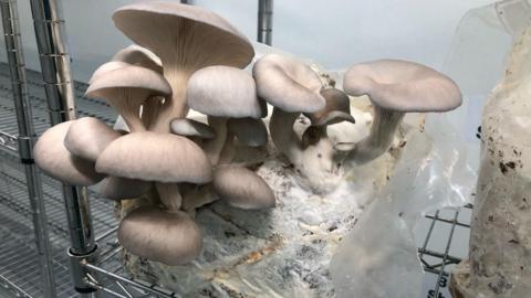 King Oyster blue-grey mushrooms growing out of compost in a bag on a shelf.