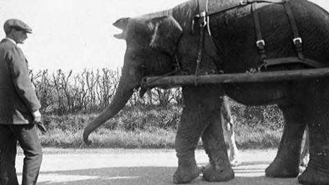 A man in a cap stands next to a circus elephant