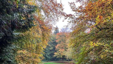 Trees with various shades of green, yellow and orange around a patch of green grass and under a grey overcast sky.