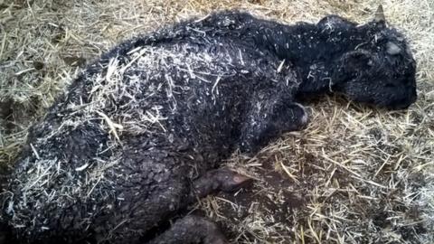 Starved calf