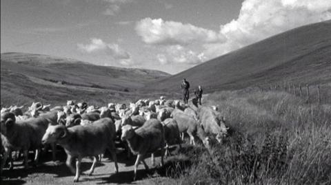 Sheep being herded down a mountain path by a group of people