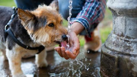 A small dog is drinking from a dripping water fountain. A person is bending down next to it and cupping their hand to create a pool of water for the dog to drink.