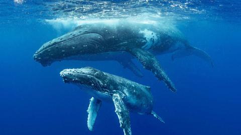 Two humpback whales underwater