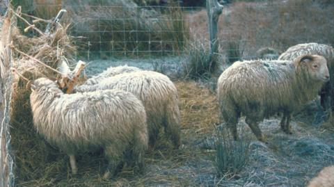 Sheep in a frosty field.