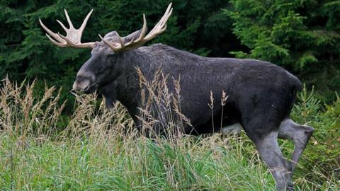 Moose / Eurasian elk (Alces alces) in the taiga in autumn, Varmland, Sweden