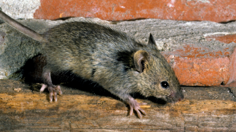 A mouse next to a brick