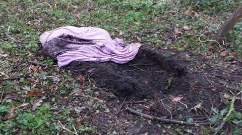 An image of a what appears to be a shallow grave in soil in a wooded area, with a pink blanket bundled up inside the grave.