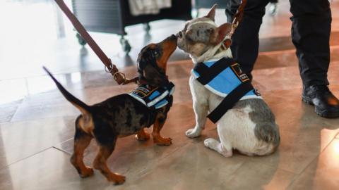 two puppies lick eachother at the airport