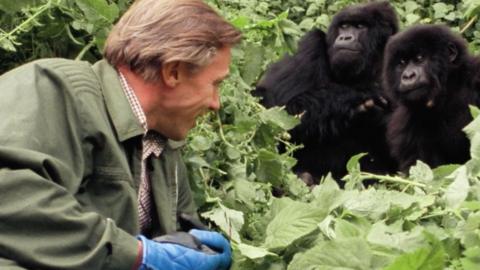 Sir David Attenborough sits amongst greenery looking at two gorillas.