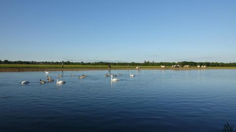 SATURDAY - Swans and ducks on the river at Port Meadow on a sunny evening