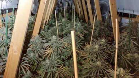 Cannabis plants in a loft