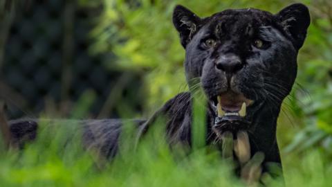 Inka, a black jaguar
