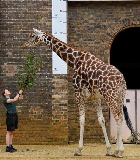 Zoo keeper Meghan Harber uses food to encourage a giraffe to stand beside a height ruler in its enclosure at ZSL London Zoo 2020 weigh-in and measurement